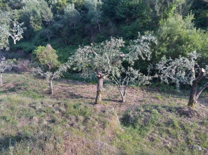 Negócio para Venda em Descoberto Foto 3