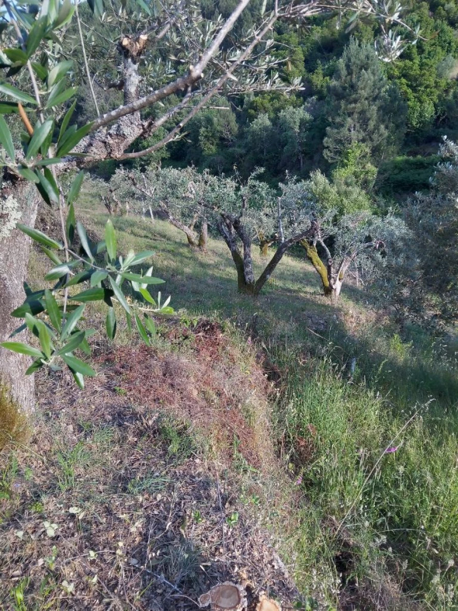 Negócio para Venda em Descoberto Foto 4