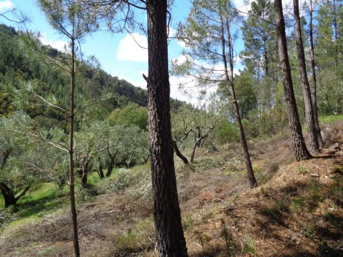 Negócio para Venda em Descoberto Foto 8