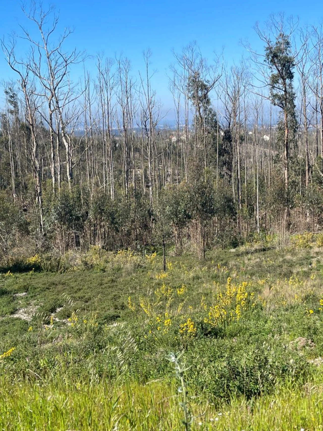 Terreno para Venda em Toco Foto 6