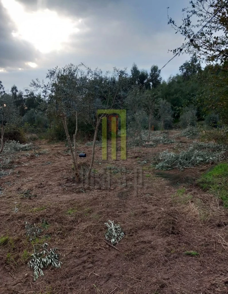 Terreno para Venda em Lagares da Beira, Oliveira do Hospital Foto 8