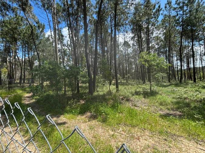 Quinta para Venda em Calvaria de Baixo Foto 3