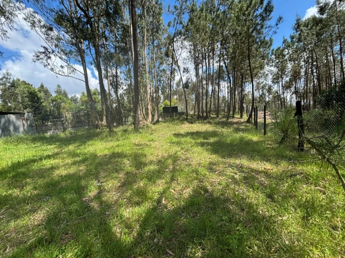 Quinta para Venda em Calvaria de Baixo Foto 2