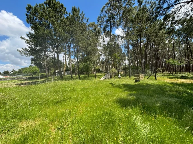 Quinta para Venda em Calvaria de Baixo