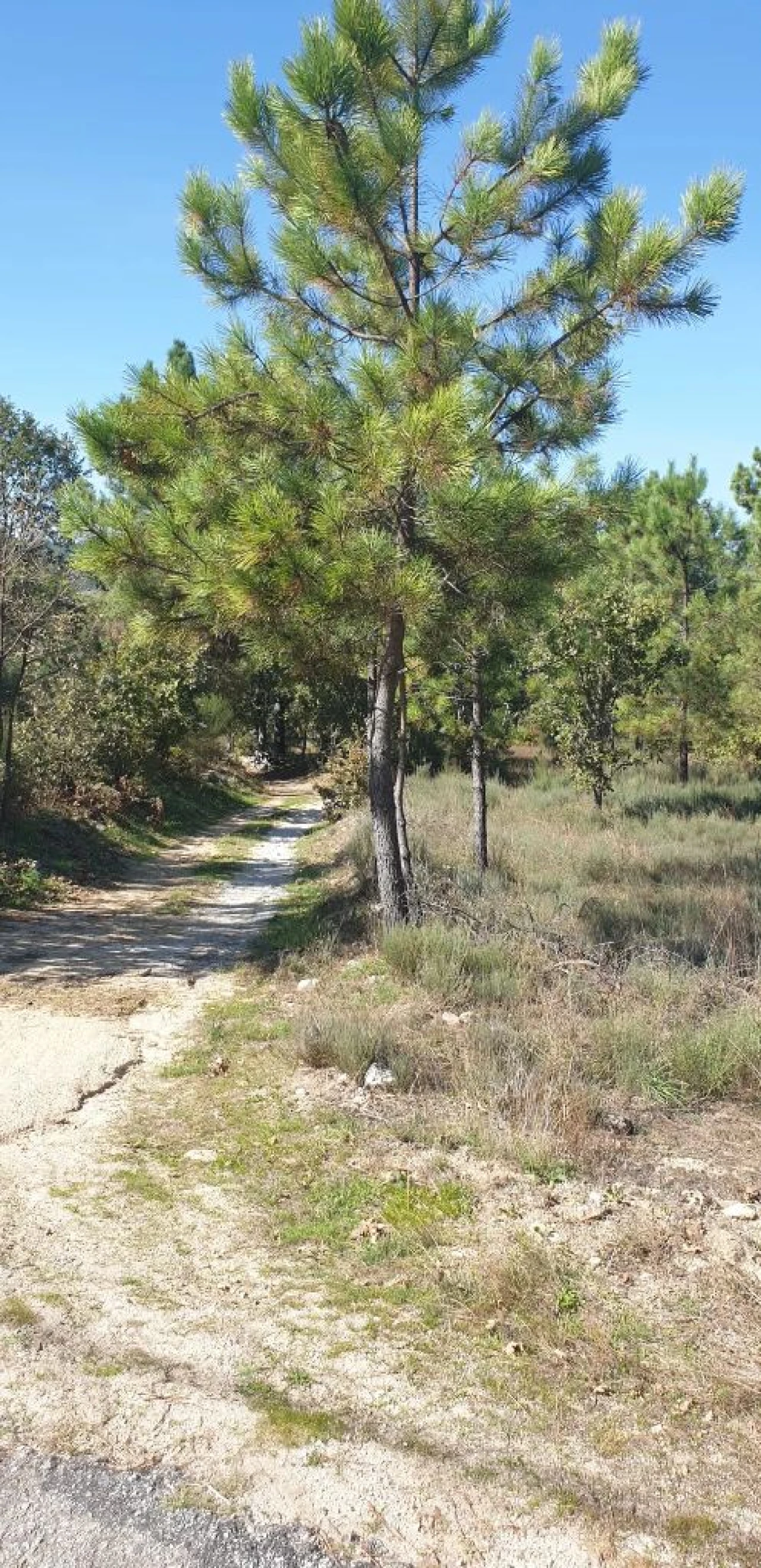 Moradia T5 para Venda em Quinta da Barreira Foto 22