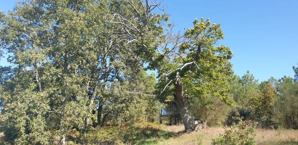 Moradia T5 para Venda em Quinta da Barreira Foto 15