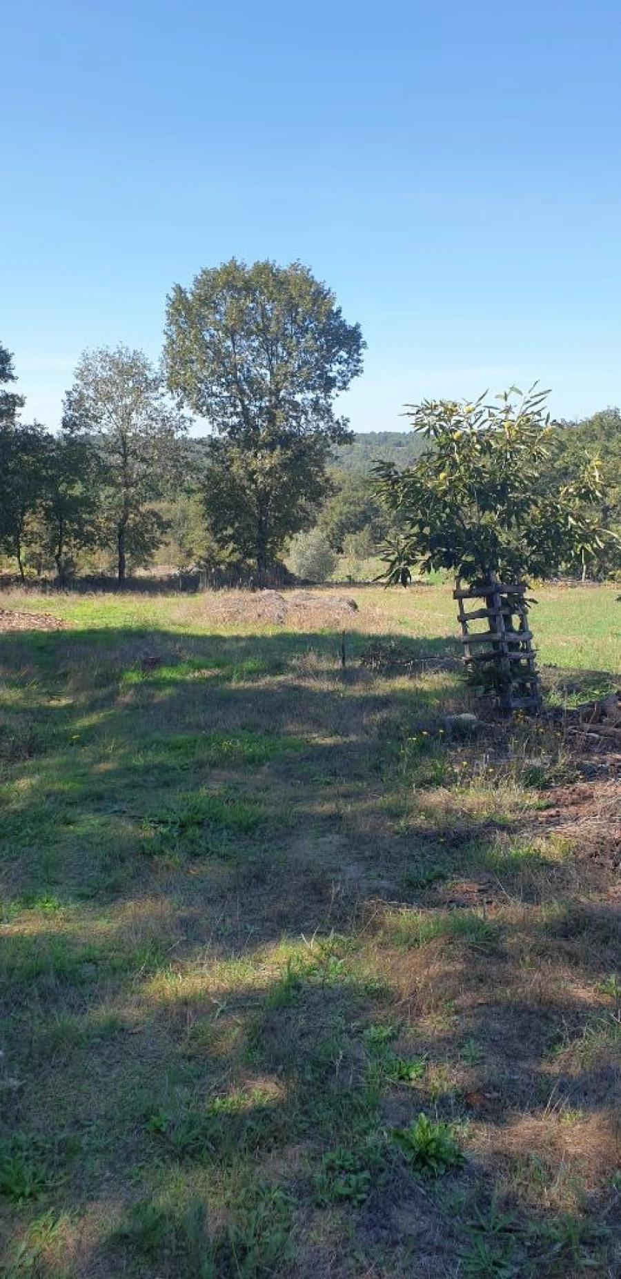 Moradia T5 para Venda em Quinta da Barreira Foto 21