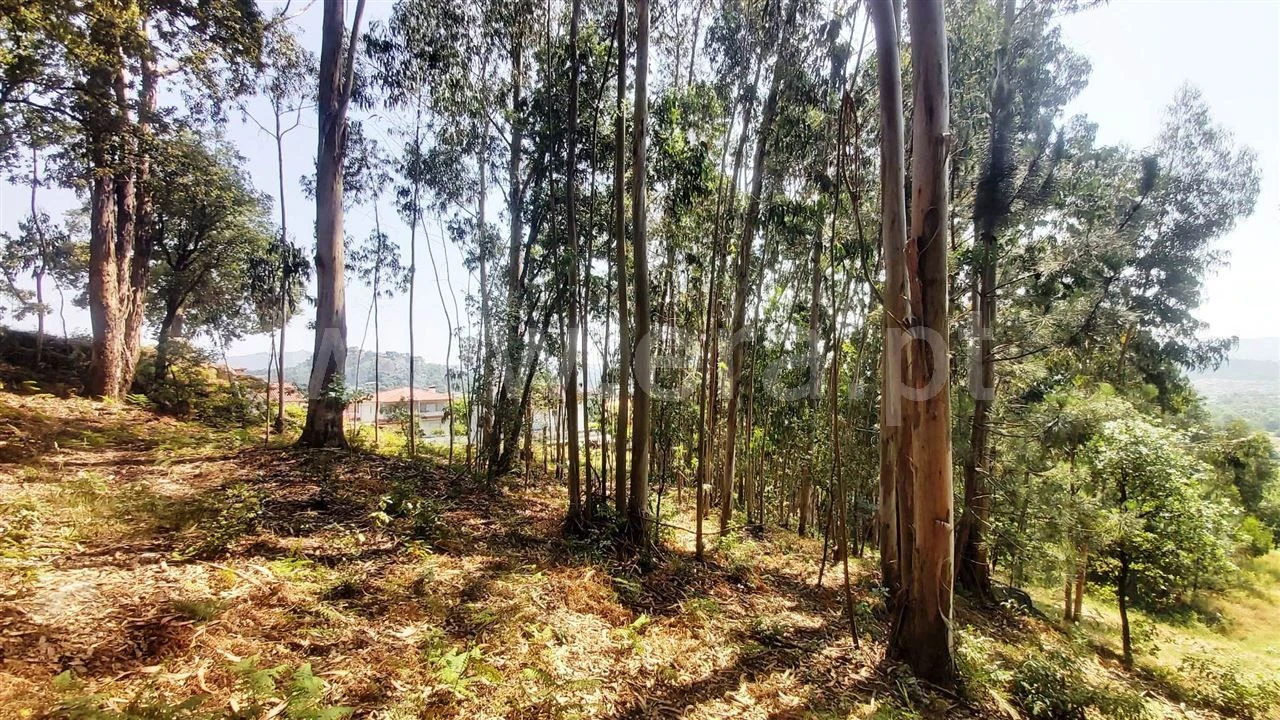 Terreno para Venda em Lanhoso Foto 4