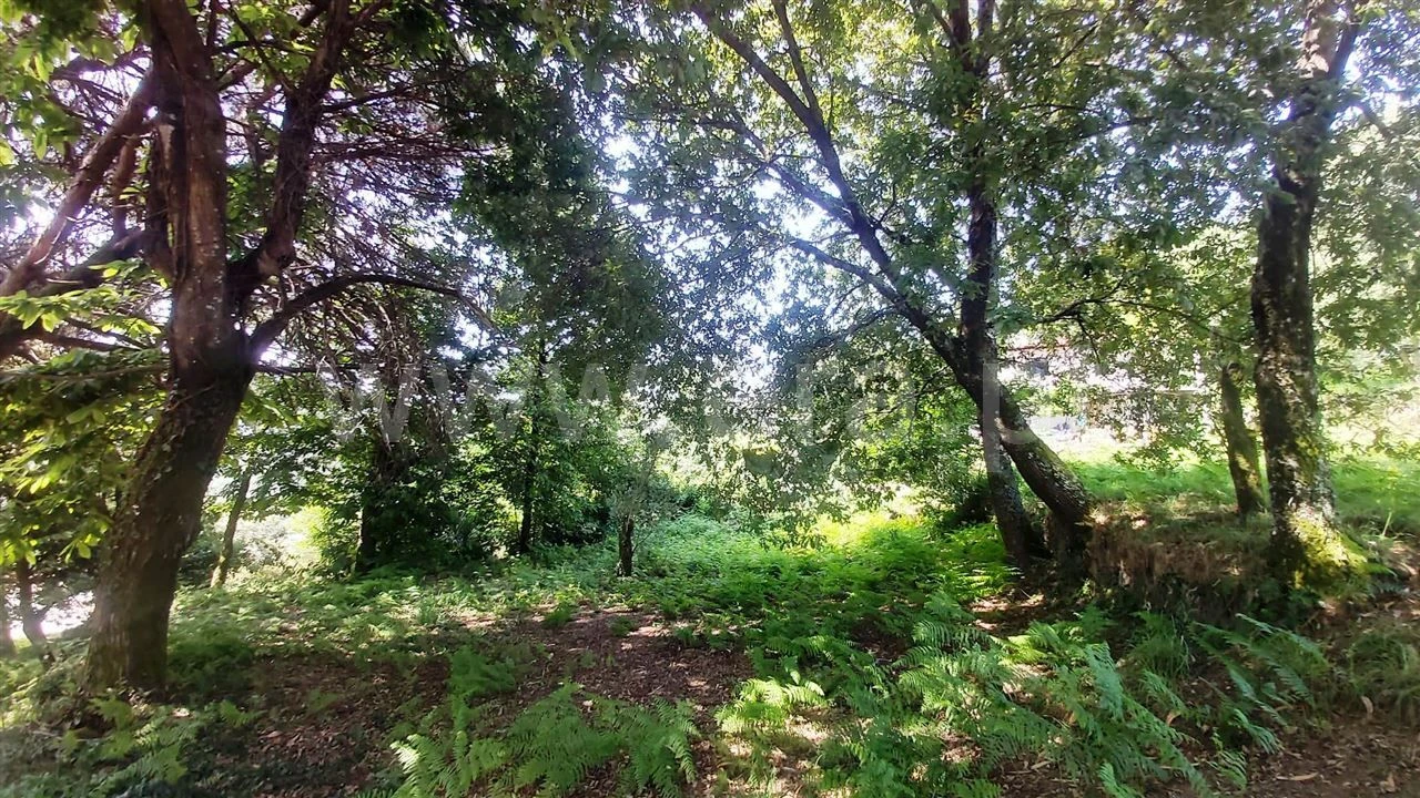 Terreno para Venda em Lanhoso Foto 11