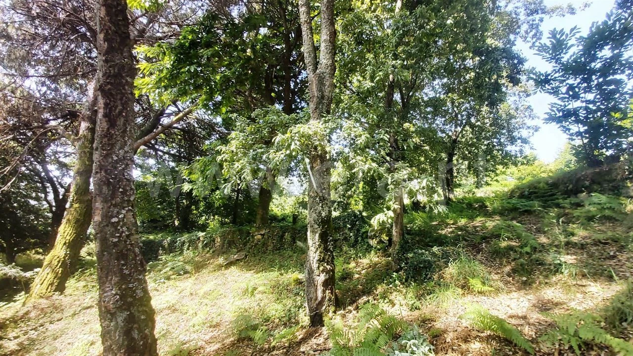 Terreno para Venda em Lanhoso Foto 13