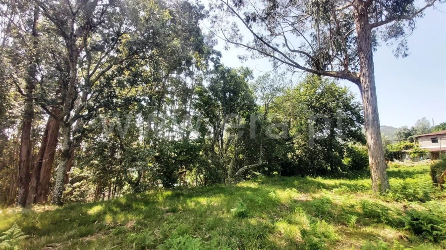 Terreno para Venda em Lanhoso Foto 2