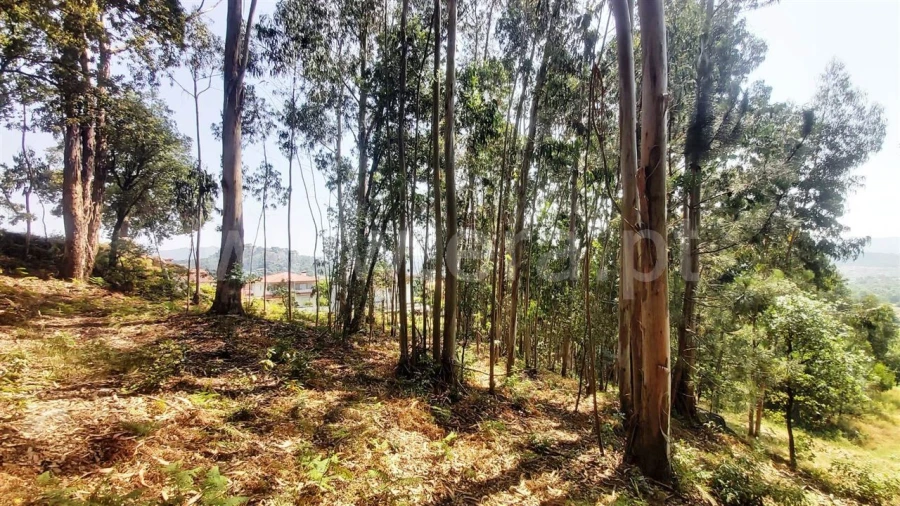 Terreno para Venda em Lanhoso Foto 4