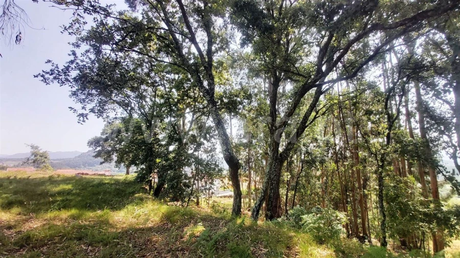 Terreno para Venda em Lanhoso Foto 6