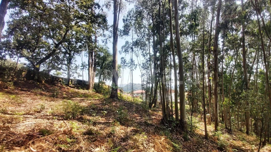 Terreno para Venda em Lanhoso Foto 5