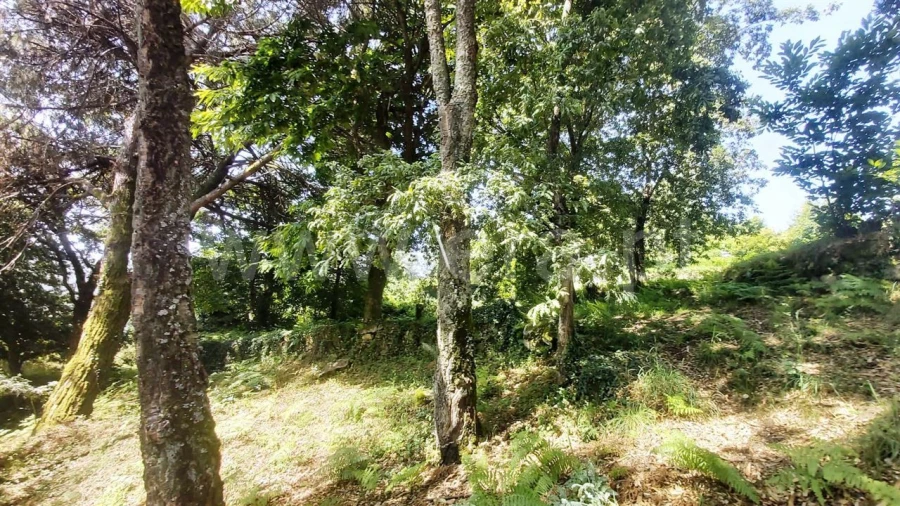 Terreno para Venda em Lanhoso Foto 13