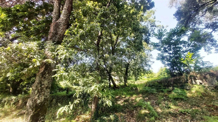 Terreno para Venda em Lanhoso Foto 9