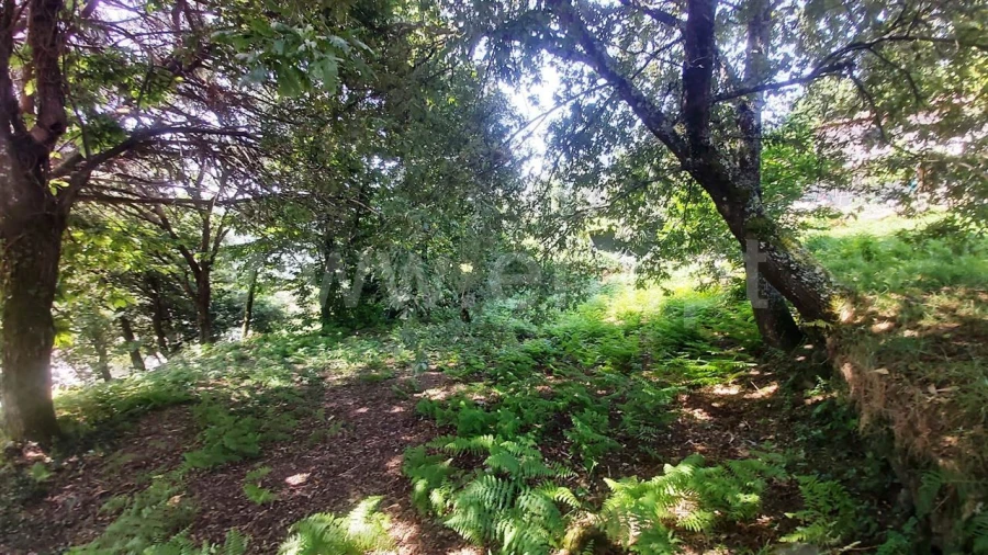 Terreno para Venda em Lanhoso Foto 10