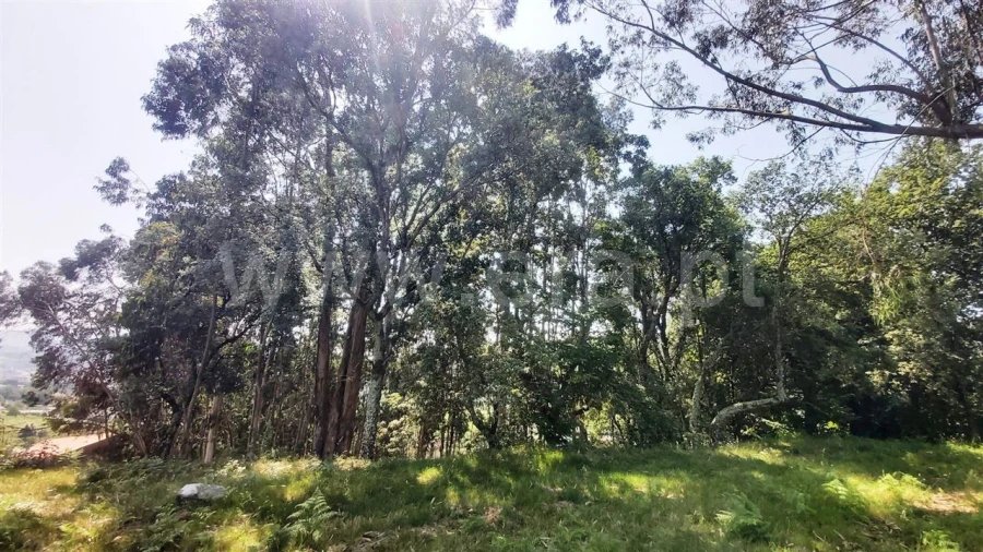 Terreno para Venda em Lanhoso Foto 14