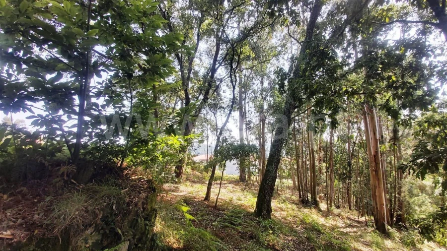 Terreno para Venda em Lanhoso Foto 17