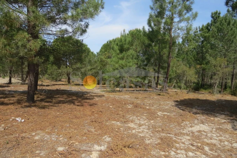 Terreno para Venda em Melides Foto 8