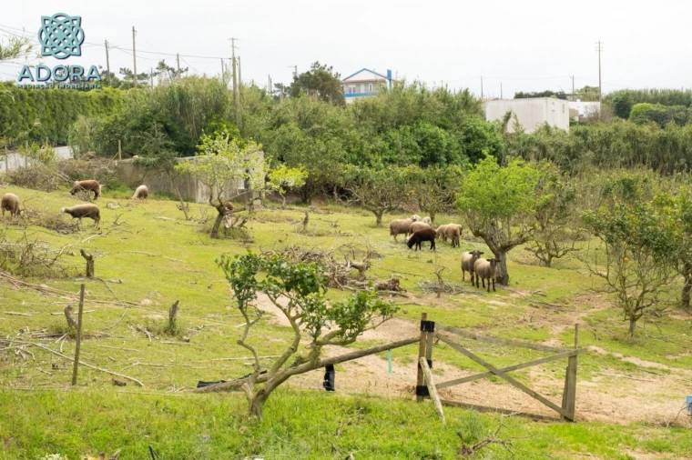 Quinta T4 para Venda em Sobreiro Foto 21