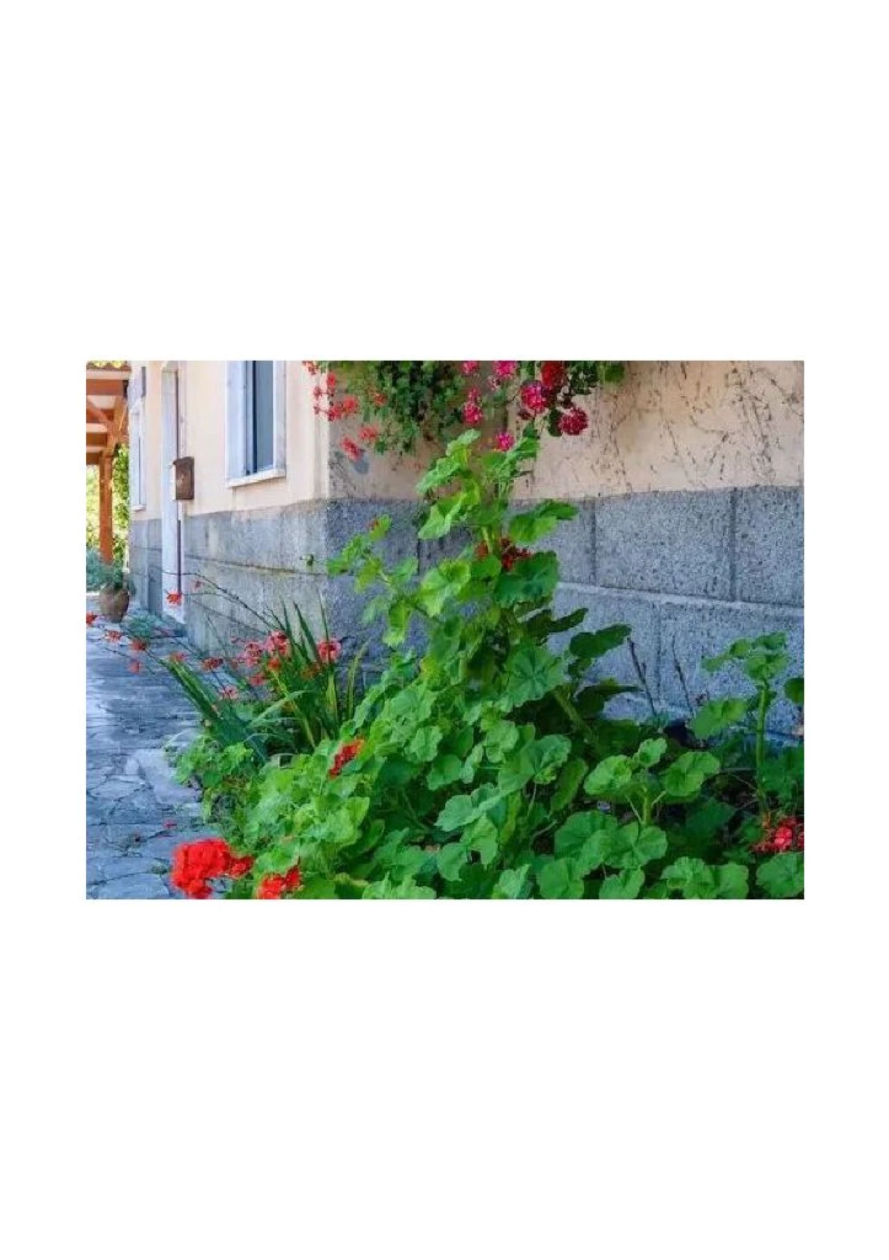 Moradia T1 para Arrendamento em Santa Comba Dão Foto 8