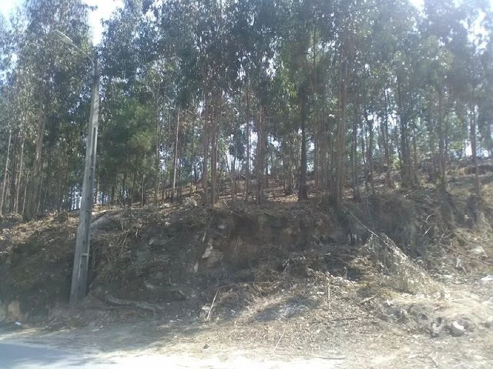 Terreno para Venda em Freamunde Foto 8