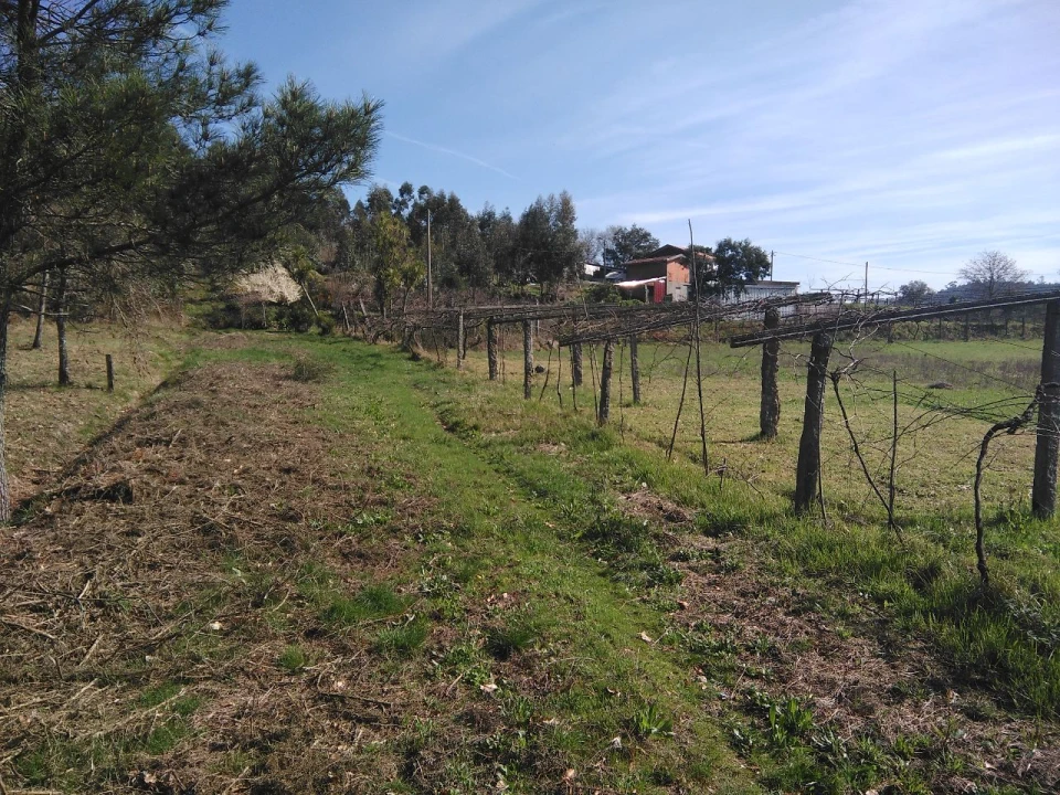Terreno para Venda em Lagares Foto 6