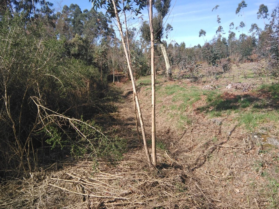 Terreno para Venda em Lagares Foto 13