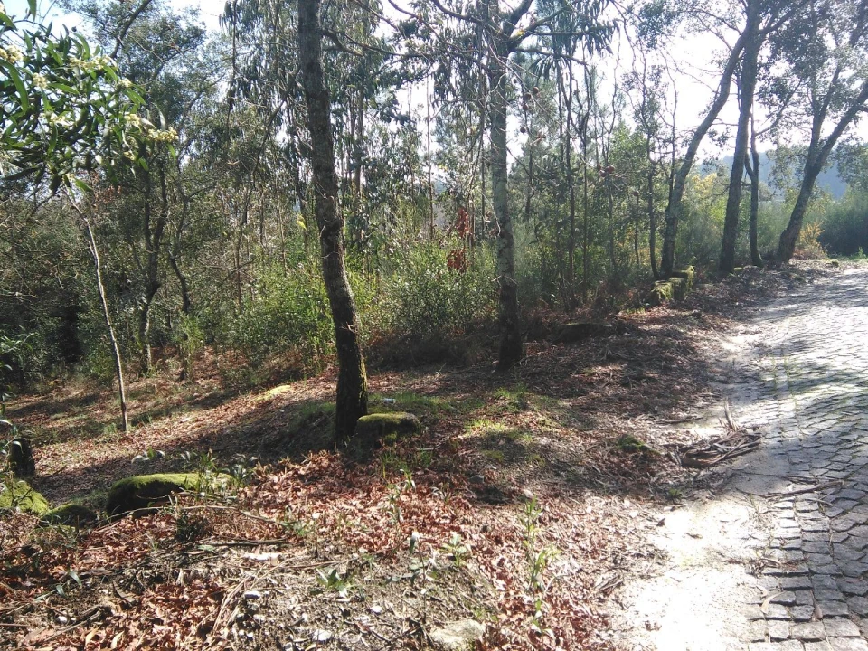 Terreno para Venda em Lagares Foto 14