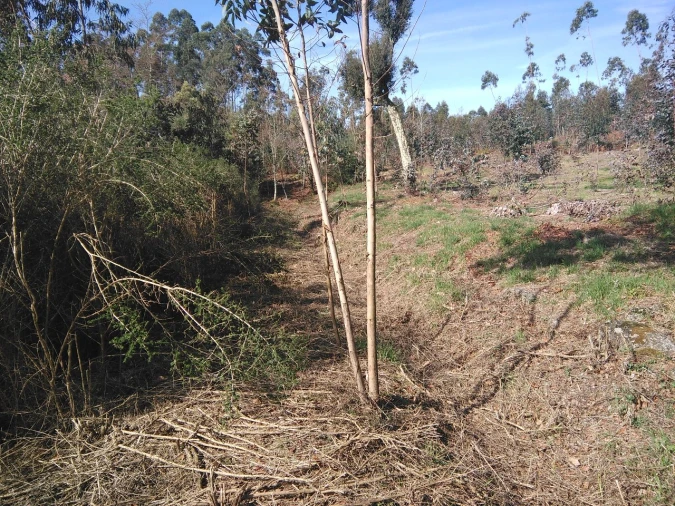 Terreno para Venda em Lagares Foto 13