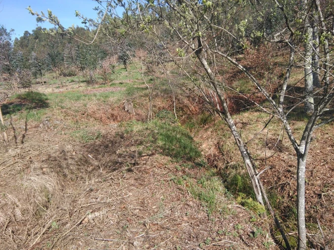 Terreno para Venda em Lagares Foto 15