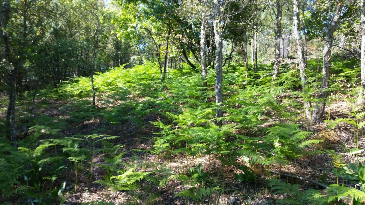 Terreno P/ Prédio para Venda em Castelo de Vide Foto 6