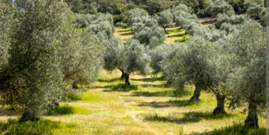 Terreno para Venda em Valpaços