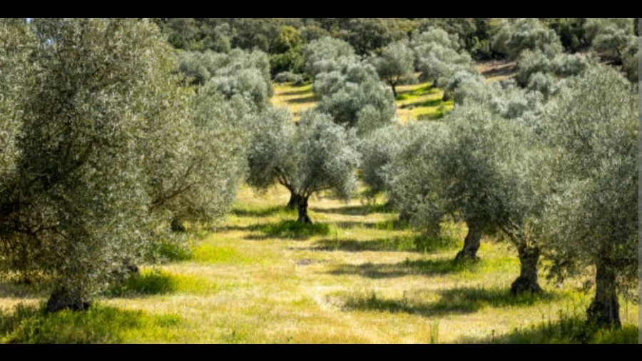 Terreno para Venda em Valpaços