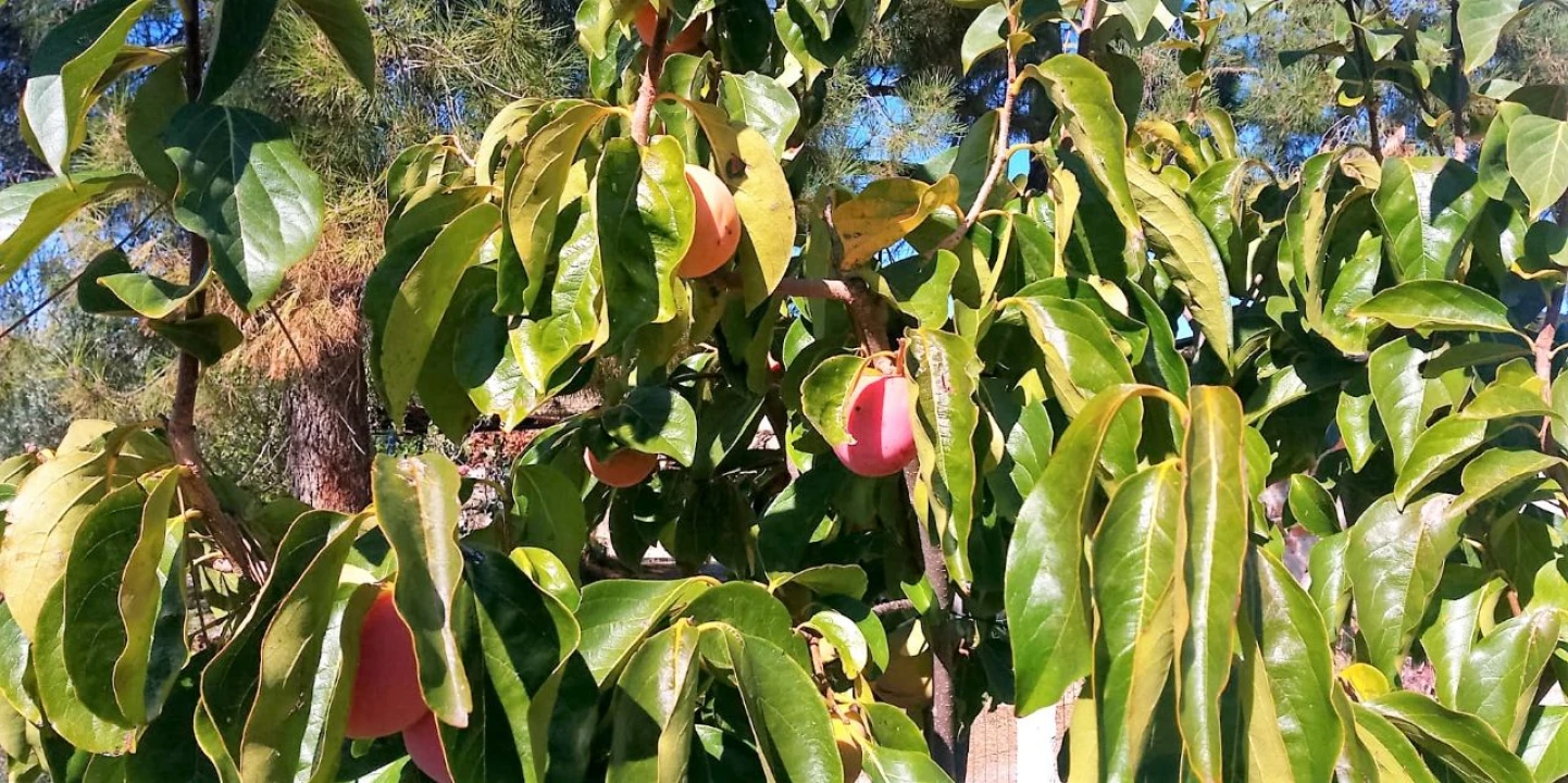 Terreno para Venda em Póvoa de Atalaia Foto 22