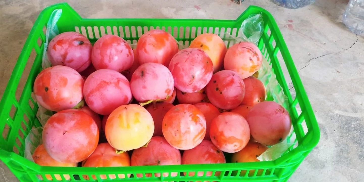 Terreno para Venda em Póvoa de Atalaia Foto 18