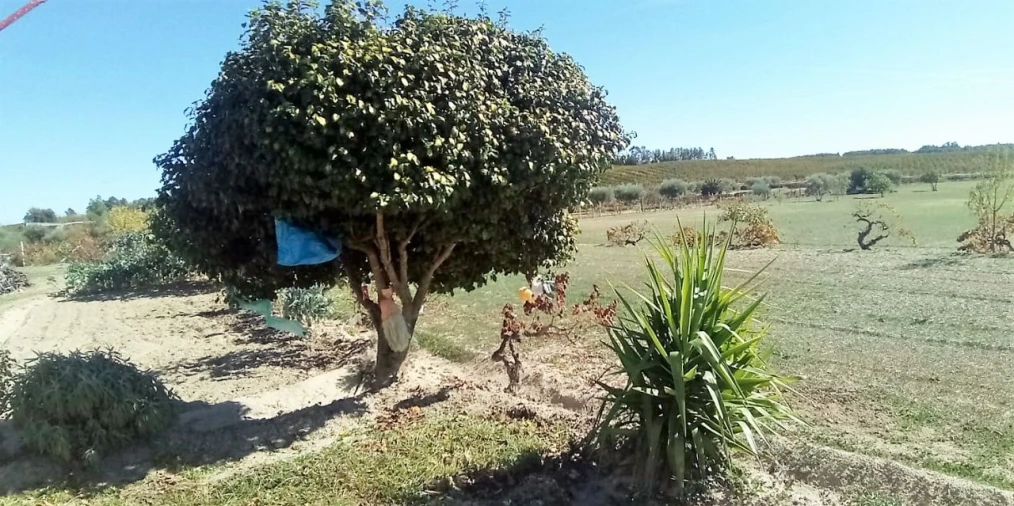 Terreno para Venda em Póvoa de Atalaia Foto 23