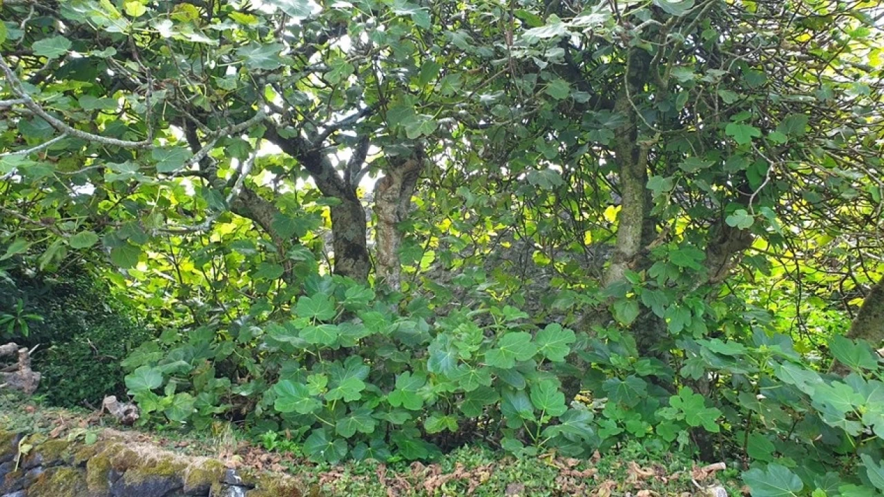 Moradia para Venda em Manadas Foto 11