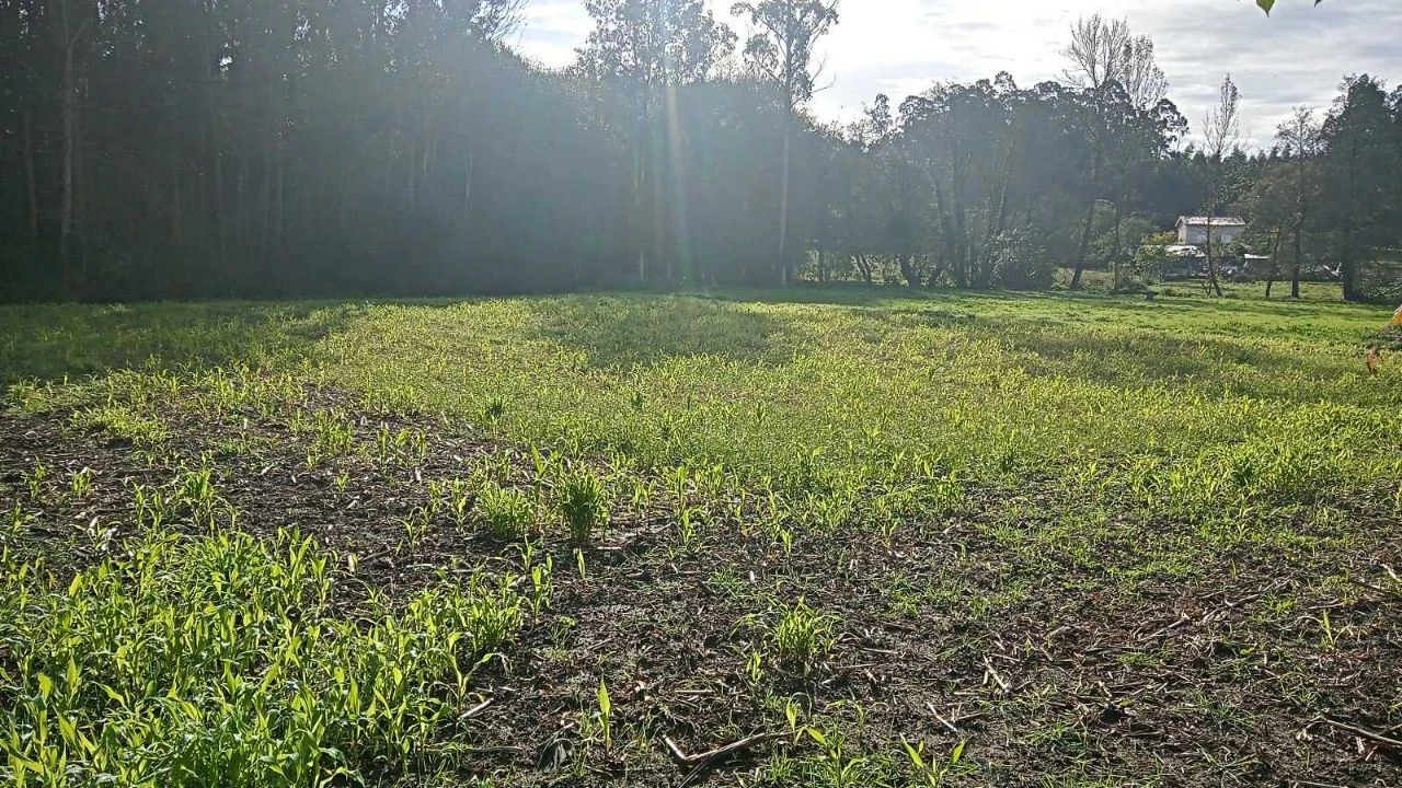Terreno para Venda em Rio Lourido Foto 4