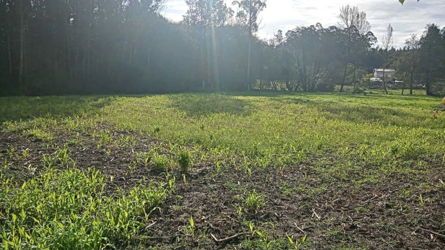 Terreno para Venda em Rio Lourido Foto 4