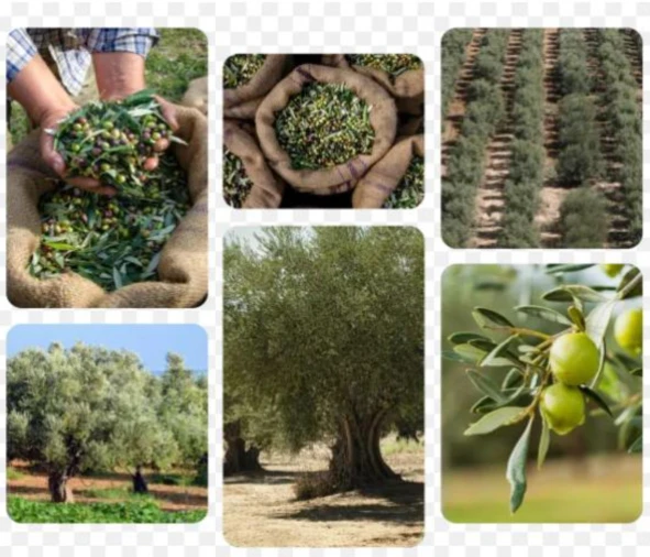 Terreno para Venda em Sande Foto 1