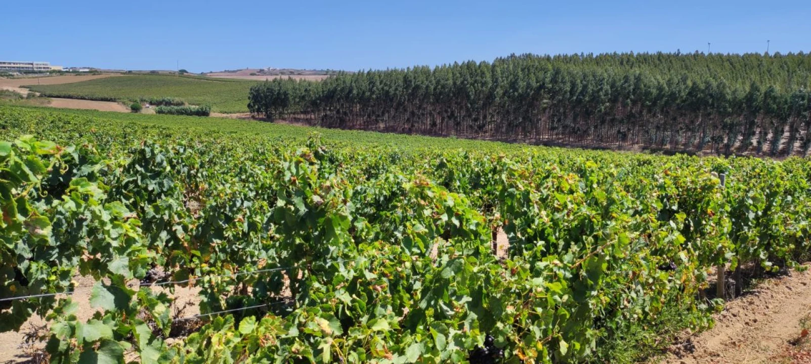 Apartamento T2 para Arrendamento em Encarnação Foto 10