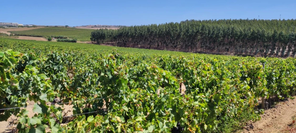 Apartamento T2 para Arrendamento em Encarnação Foto 10