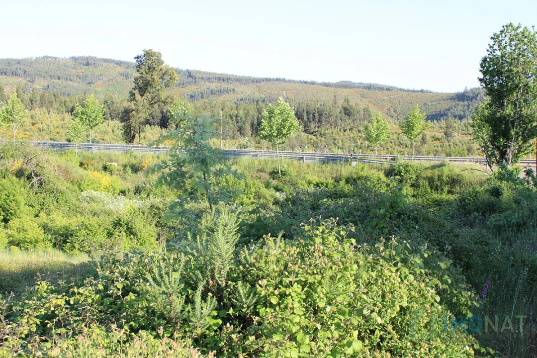 Moradia T2 para Venda em Estreito Foto 25