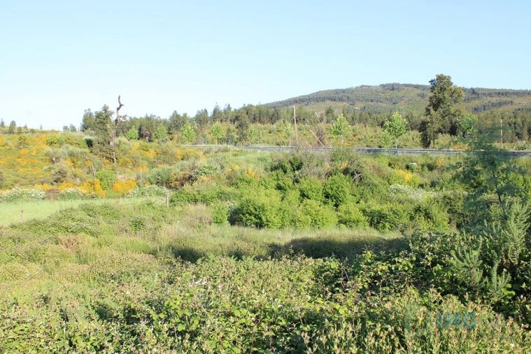 Moradia T2 para Venda em Estreito Foto 24