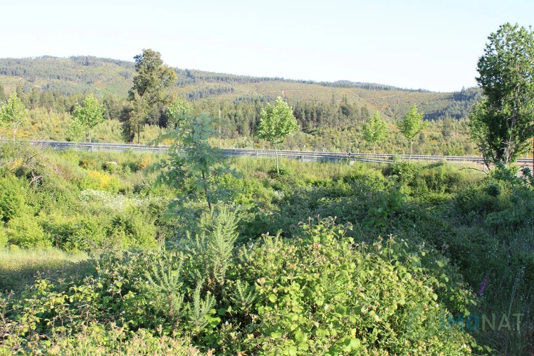 Moradia T2 para Venda em Estreito Foto 25