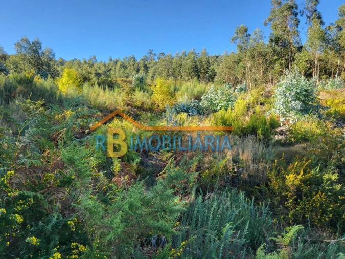 Terreno para Venda em Quintela Foto 3