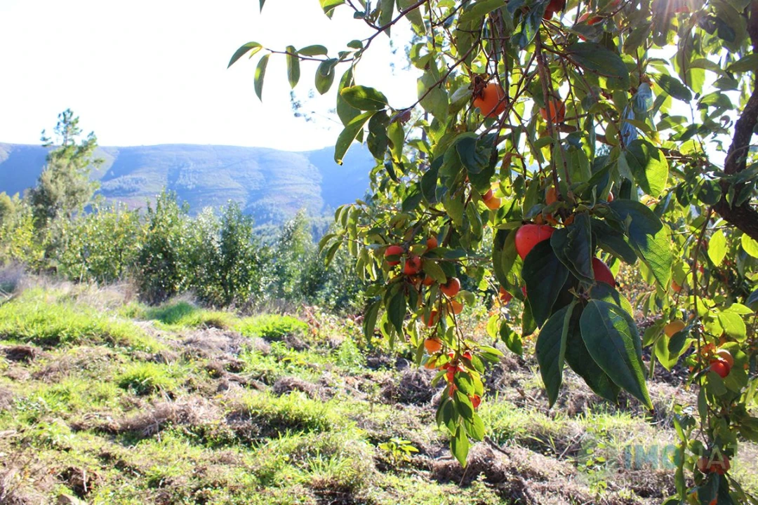 Quinta T0 para Venda em Moutinhosa Foto 14