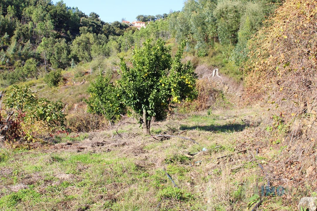Quinta T0 para Venda em Moutinhosa Foto 55